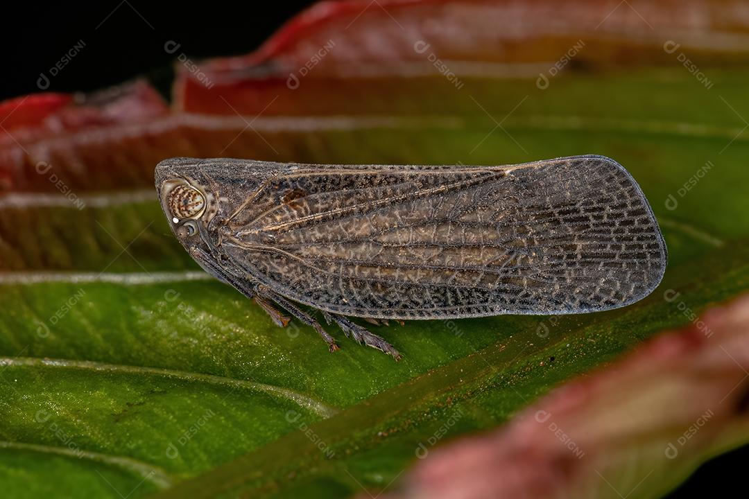 Inseto adulto Nogodinid Planthopper do gênero Bladina