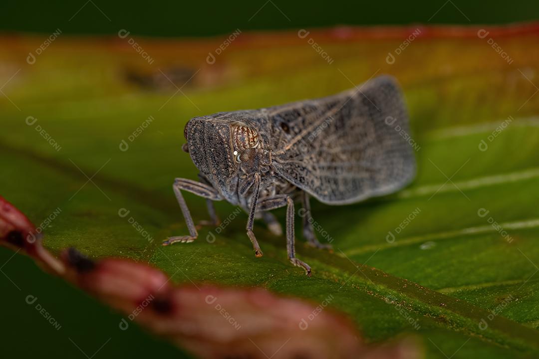 Inseto adulto Nogodinid Planthopper do gênero Bladina