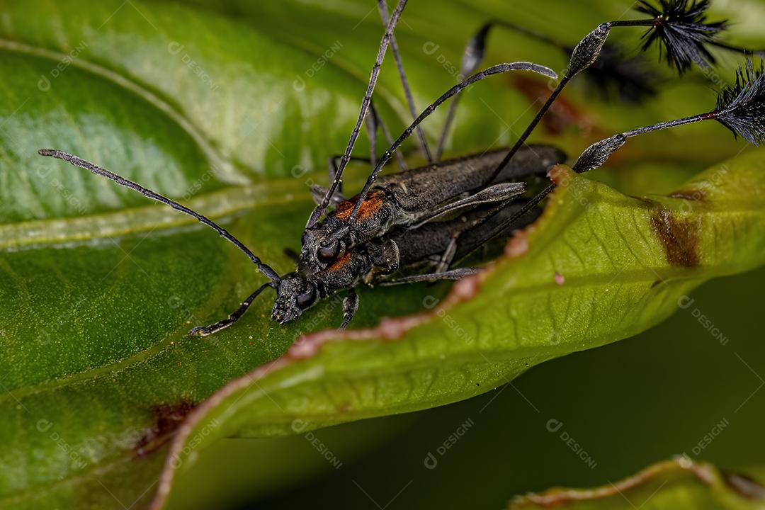 Besouros Longhorn típicos do acoplamento da Subfamília Cerambycinae