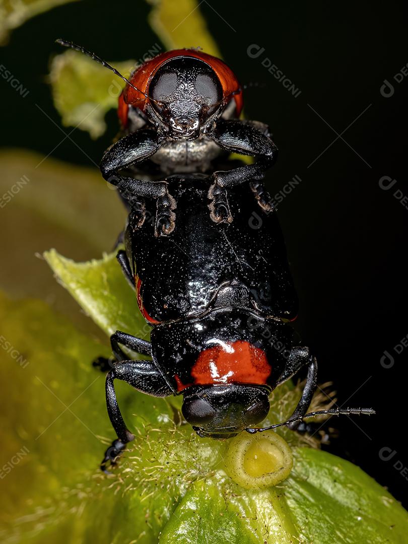 Besouros-da-folha adultos da subfamília Cryptocephalinae acoplamento