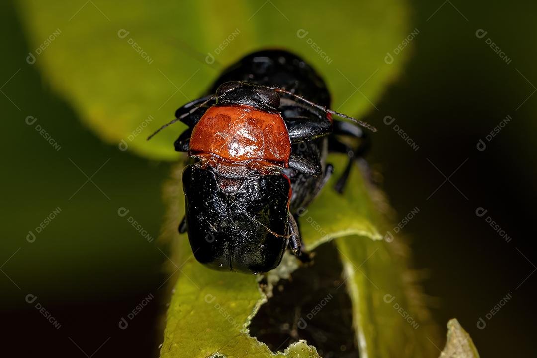 Besouros-da-folha adultos da subfamília Cryptocephalinae acoplamento