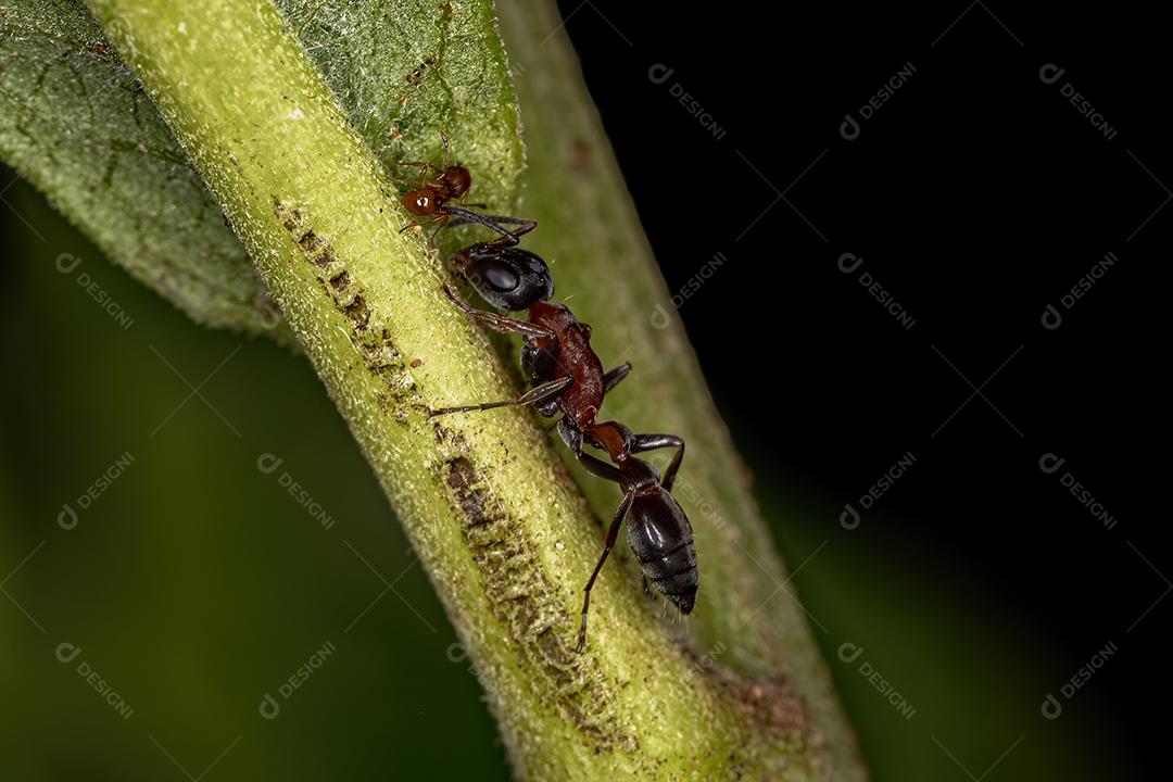 Formiga-galho fêmea adulta do gênero Pseudomyrmex