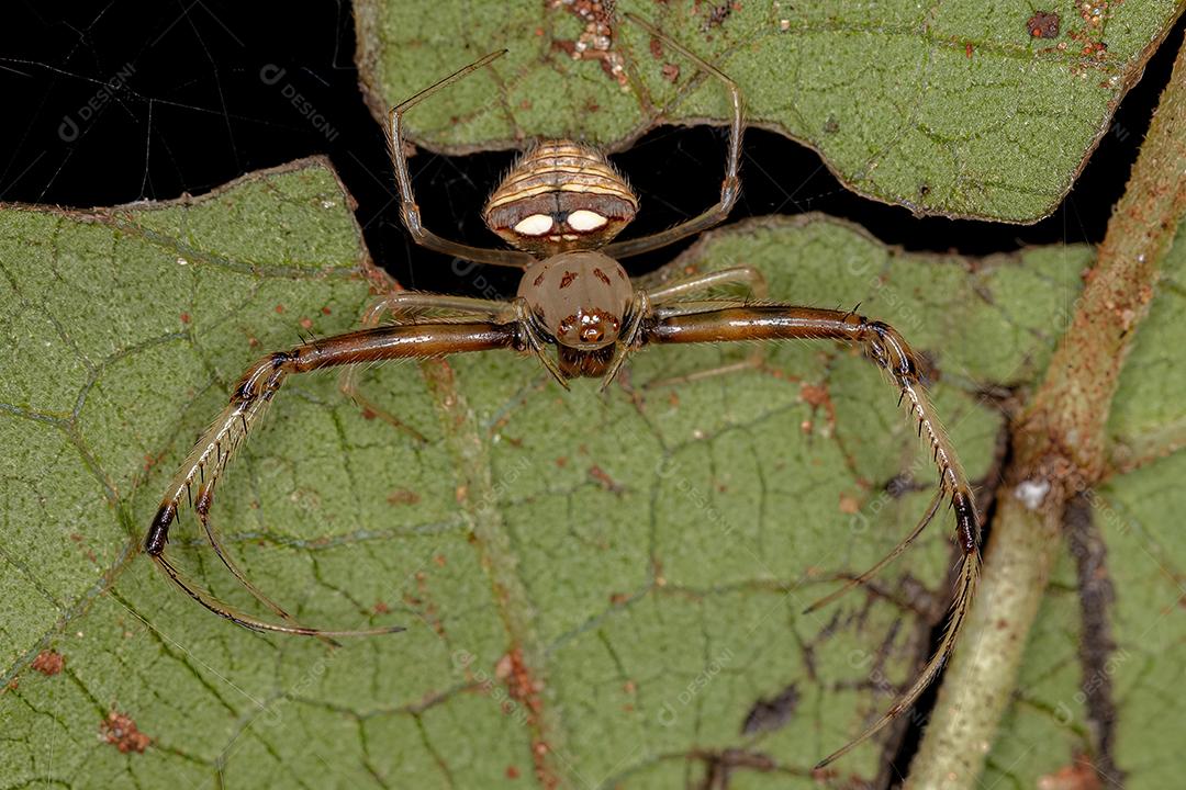 Aranha Pirata Adulta do Gênero Gelanor