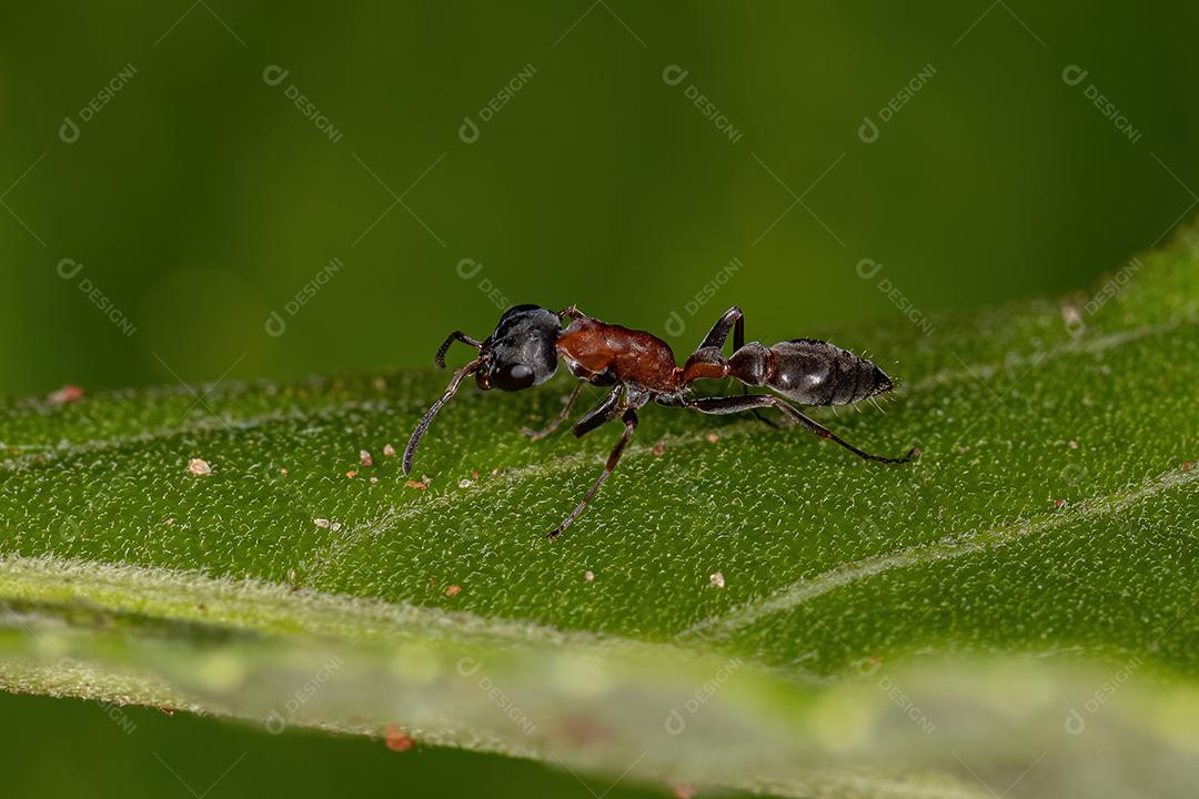 Formiga-galho fêmea adulta do gênero Pseudomyrmex