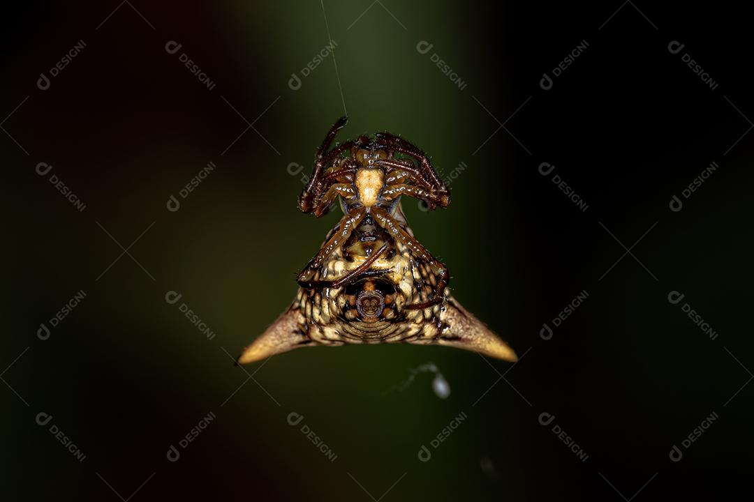 Aranha Orbweaver adulta da espécie Micrathena peregrinatorum