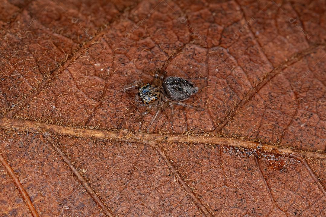 Pequena aranha saltadora da tribo Euophryini