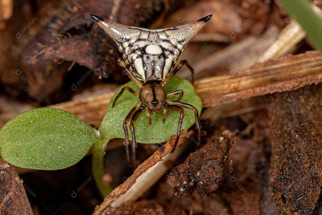Aranha Orbweaver adulta da espécie Micrathena peregrinatorum