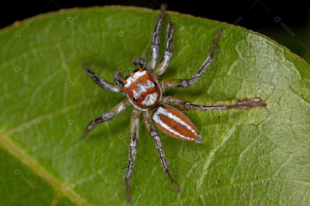 Aranha saltadora macho adulto do gênero Chira