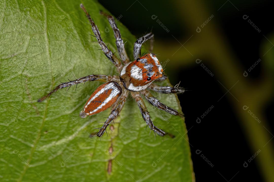 Aranha saltadora macho adulto do gênero Chira