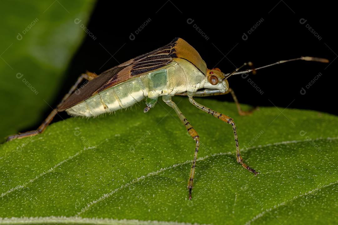 Inseto-pé-de-folha adulto do gênero Hypselonotus