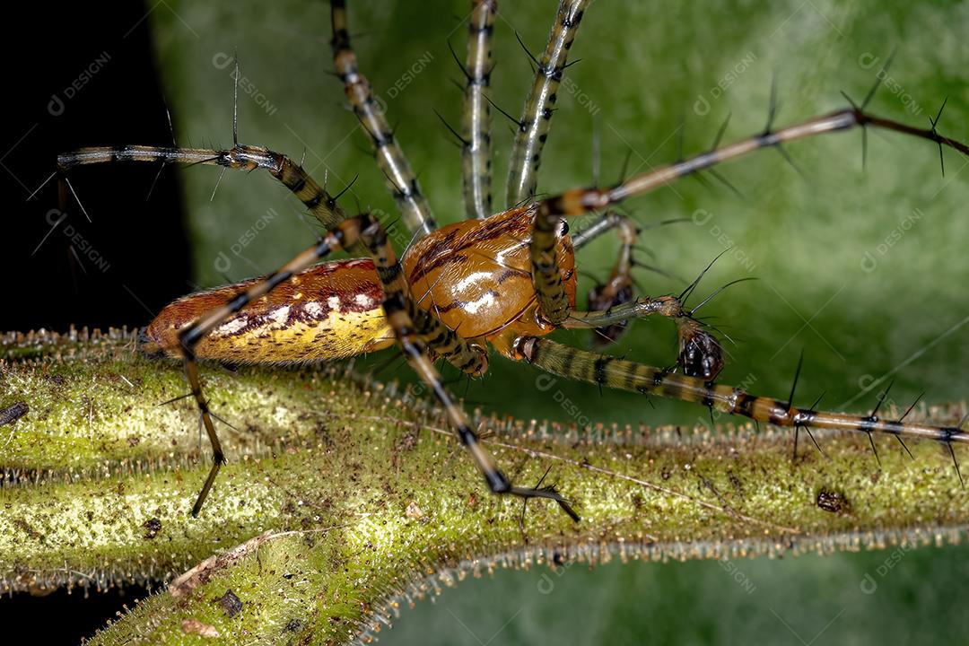 Aranha lince macho adulto da espécie Peucetia flava