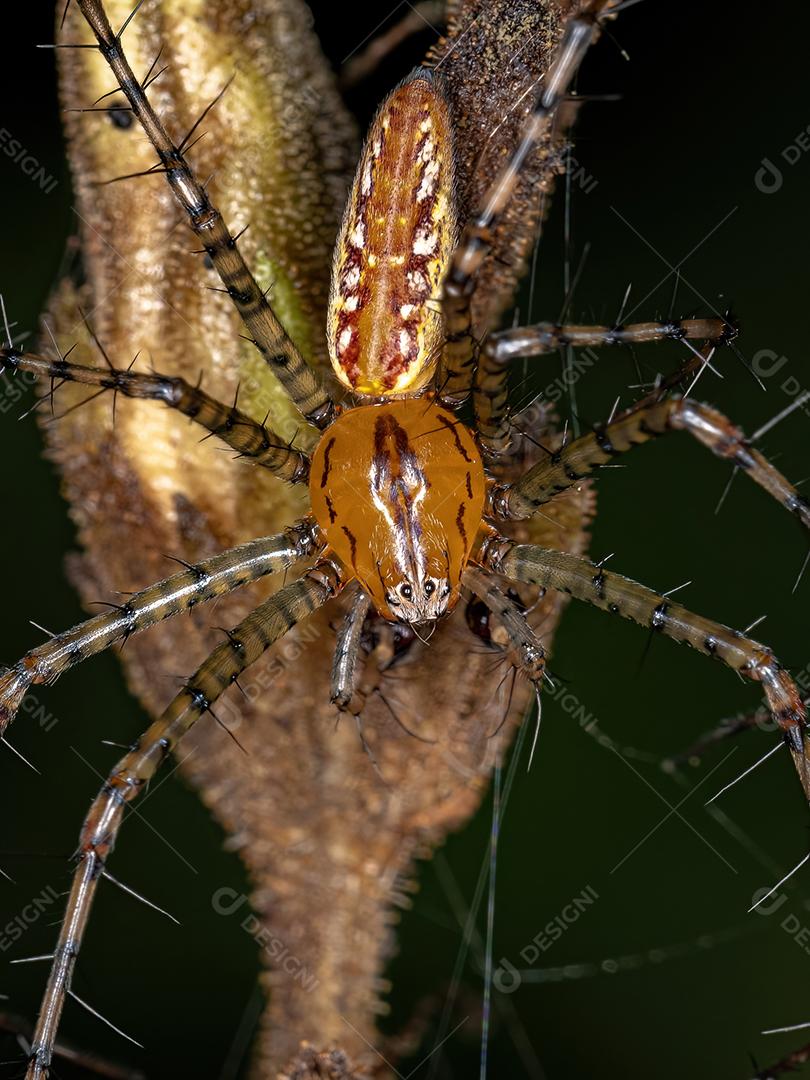 Adult male lynx spider of the species Peucetia flava