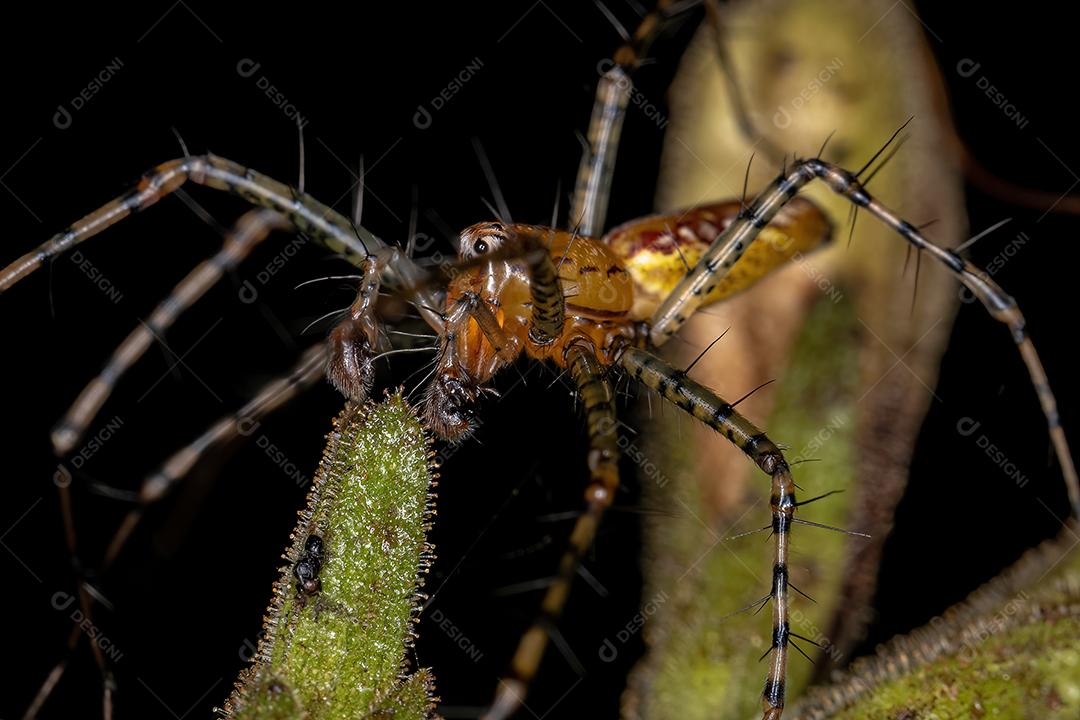 Aranha lince macho adulto da espécie Peucetia flava