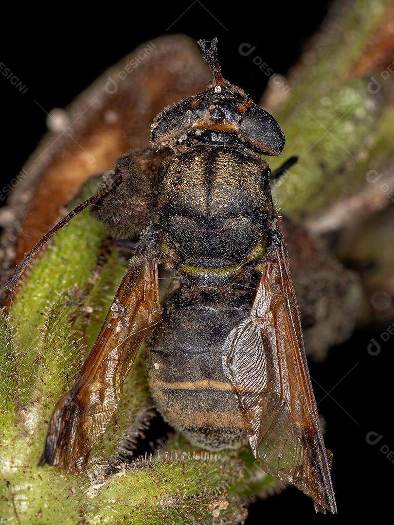 Soldado Adulto Morto Mosca da Subfamília Stratiomyinae
