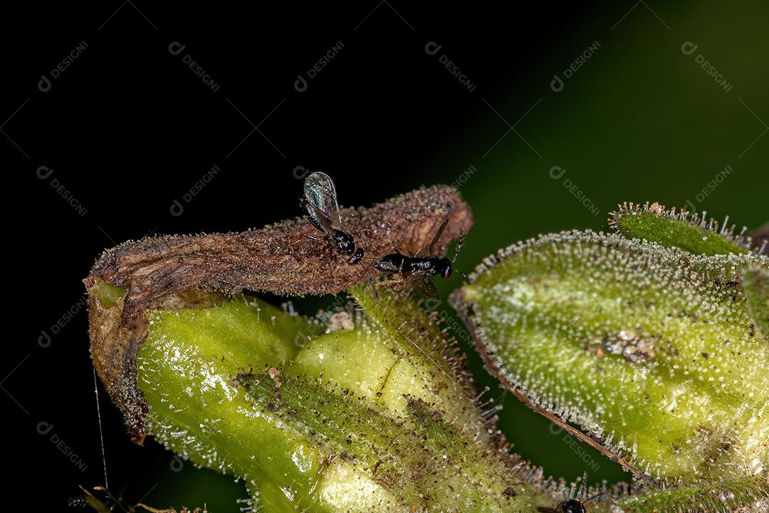 Vespas Braconid adultas da família Braconidae