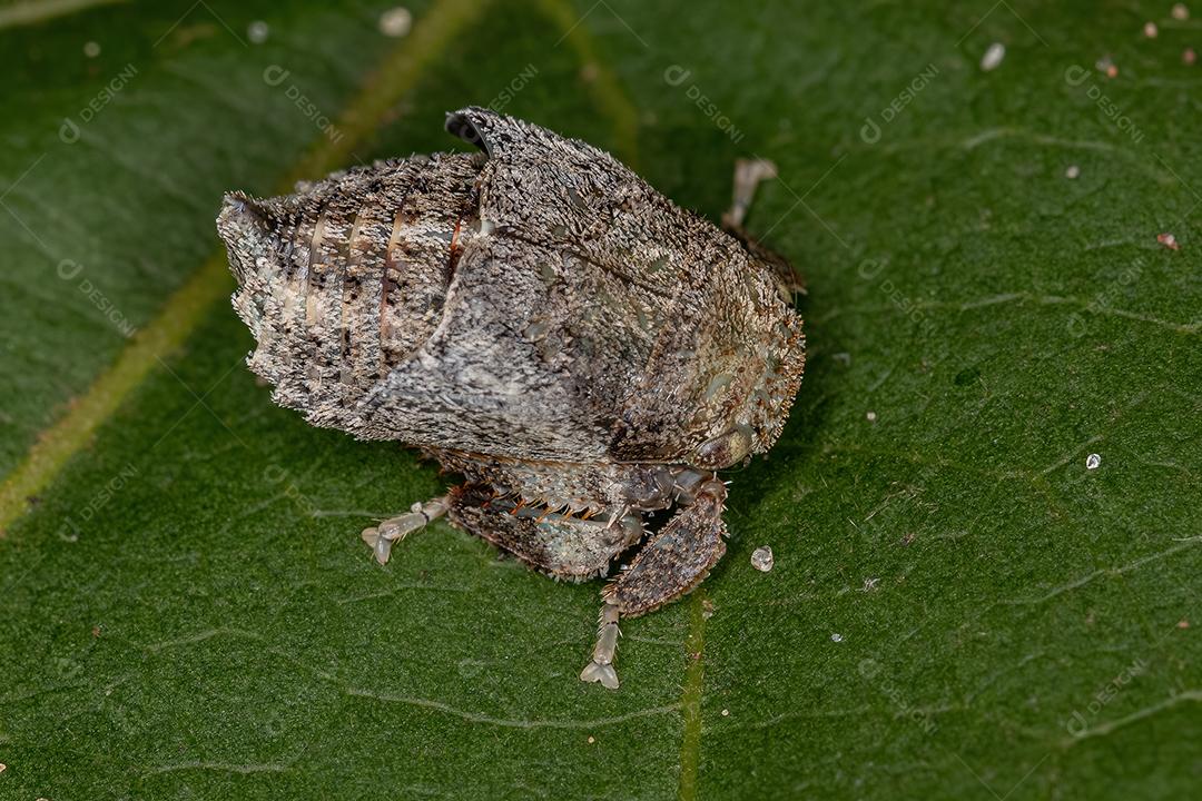 Ninfa Cigarrinha Típica da Subfamília Iassinae