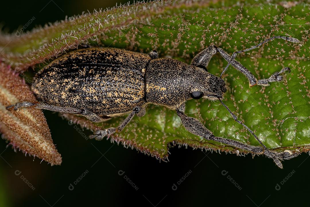 Gorgulho de nariz largo adulto da tribo Naupactini