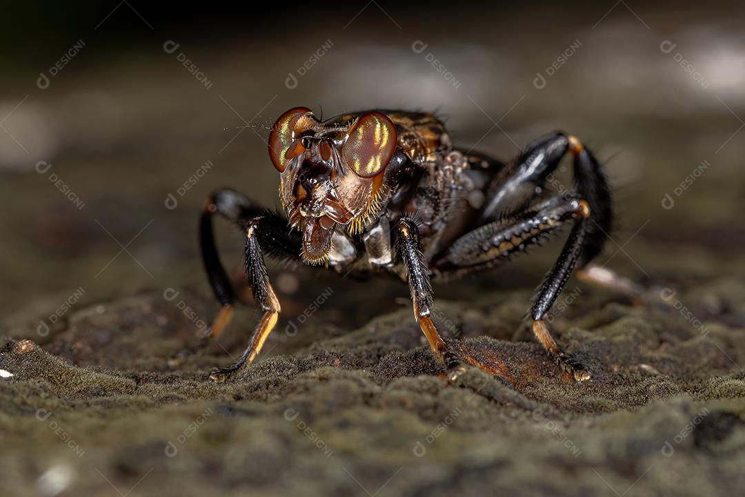 Mosca Acaliptrada Adulta do Gênero Ropalomera