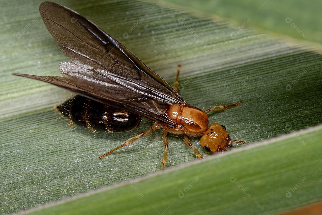 Coquetel Alado Feminino Adulto Formiga Rainha do Gênero Crematogaster