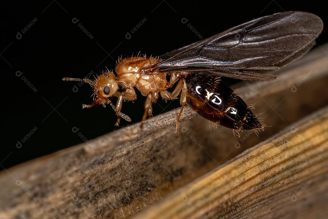 Cocktail Alado Female Adult Ant Queen of the Genus Crematogaster