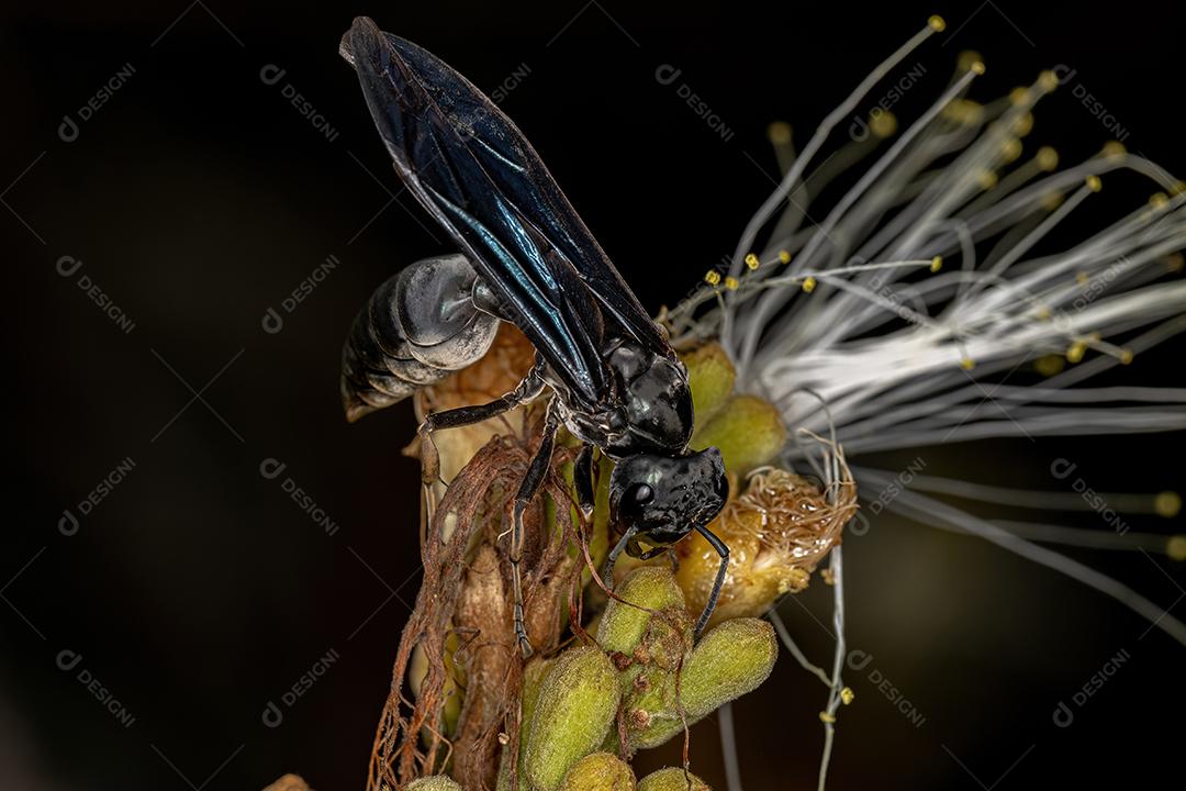 Vespa guerreira adulta do gênero Synoeca