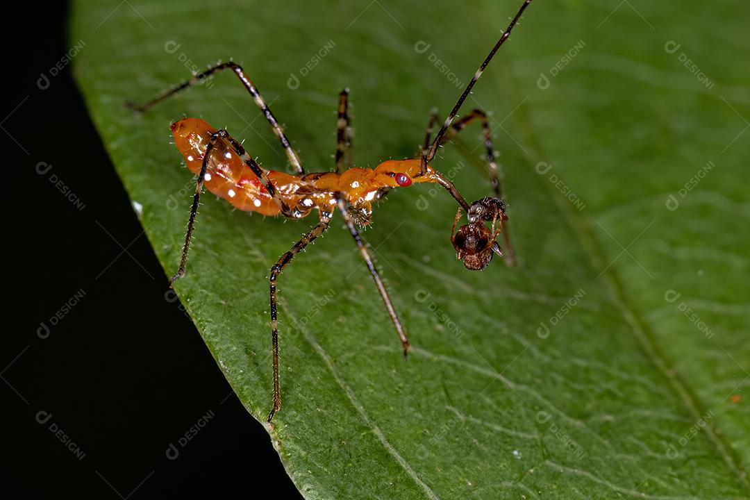 Assassin Bug Ninfa da Tribo Harpactorini atacando uma formiga adulta do gênero Pseudomyrmex