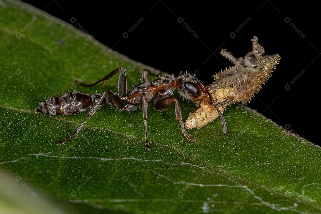 Formiga-galho-fêmea-adulta do gênero Pseudomyrmex predando uma ninfa