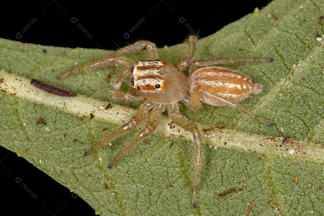 Pequena aranha saltadora do gênero Chira