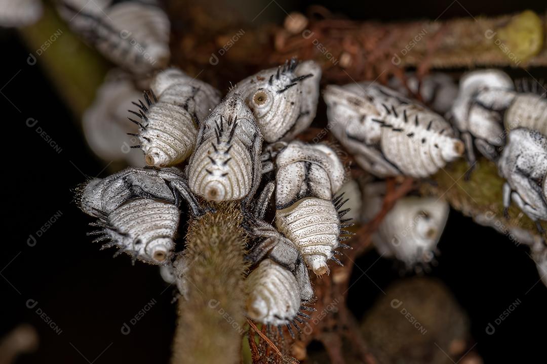 Ninfas de Treehoppers típicas da Família Membracidae