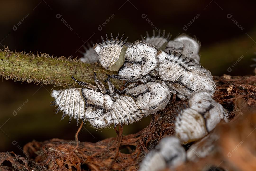 Ninfas de Treehoppers típicas da Família Membracidae