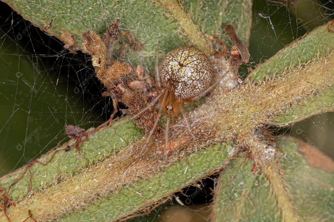 Aranha Teia de Aranha Fêmea Adulta da Família Theridiidae