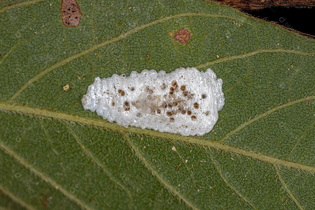 ovos eclodidos de cigarrinhas típicas da família Membracidae