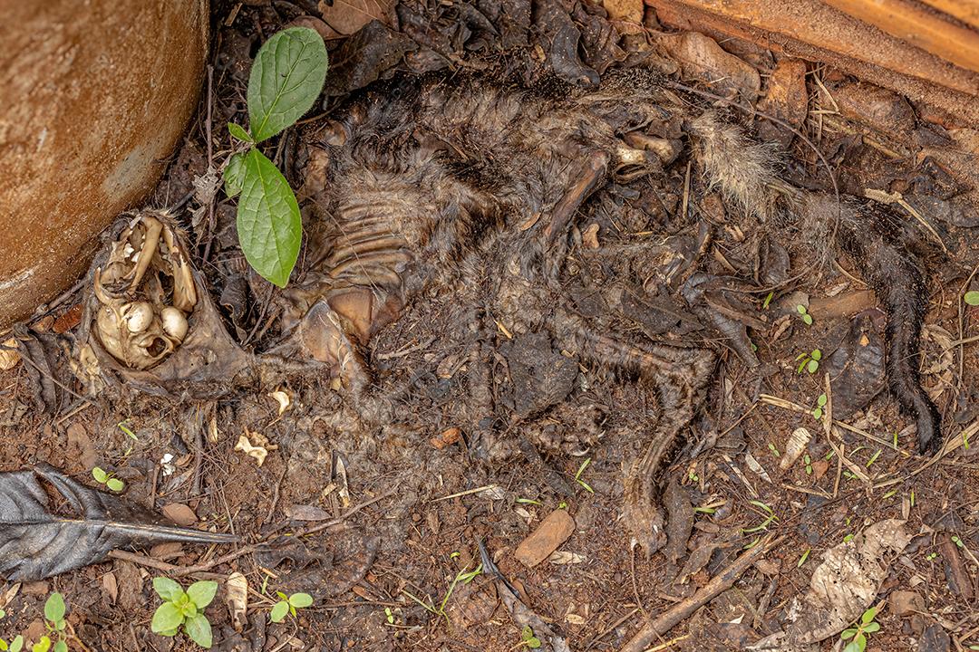 Feral Cat Bones da espécie Felis catus