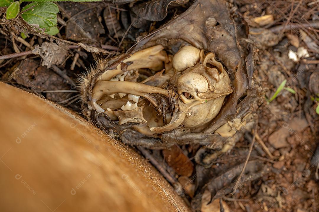 Abelhas Jatai adultas da espécie Tetragonisca angustula com foco seletivo