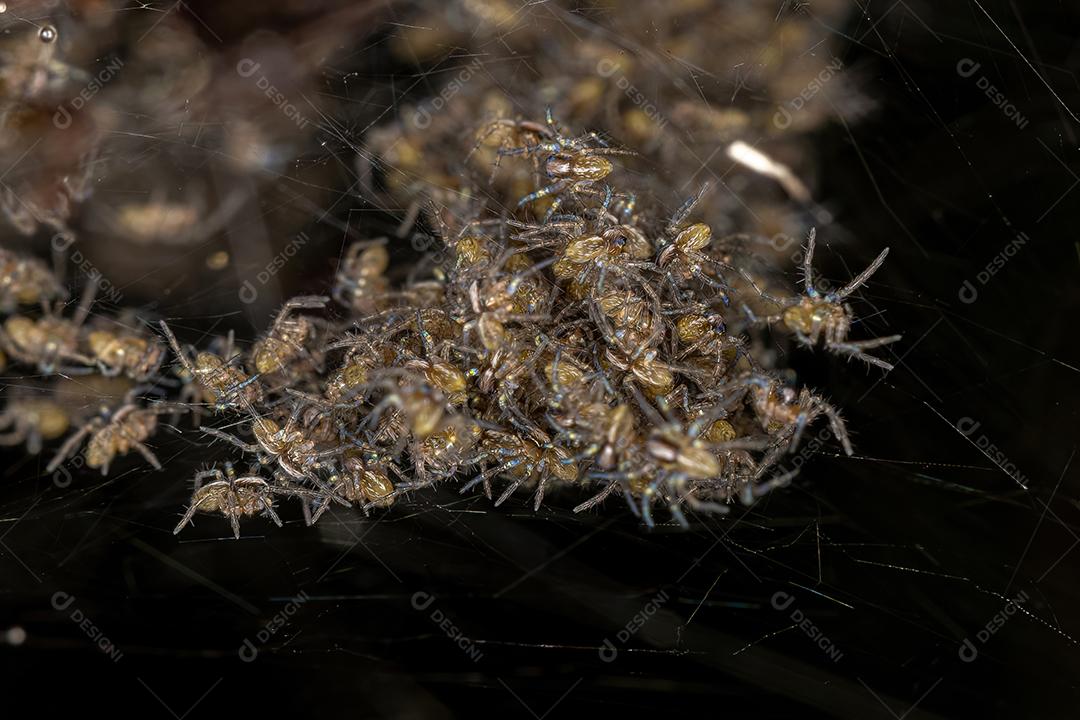 Pequenas aranhas araneóides da superfamília Araneoidea