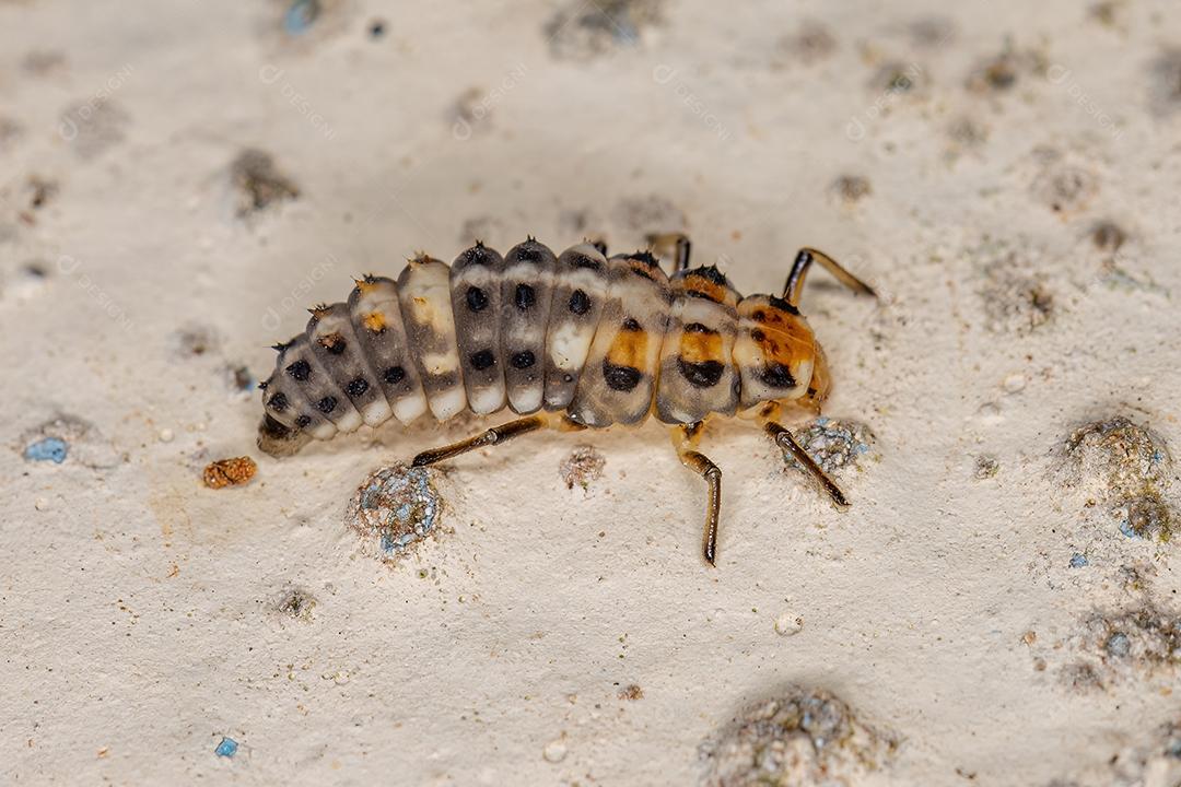 Lady Beetle Larva de manchas pretas do gênero Eriopis