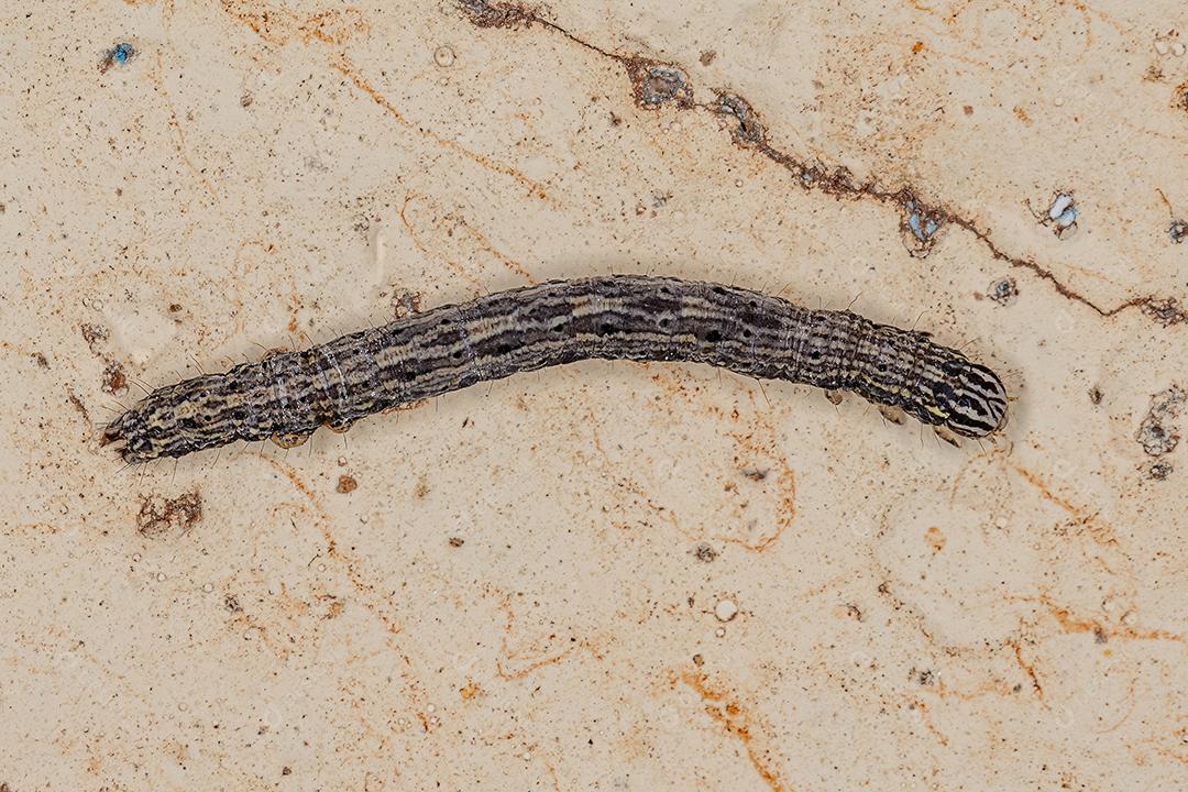 Pequena larva de borboleta da Ordem Lepidoptera