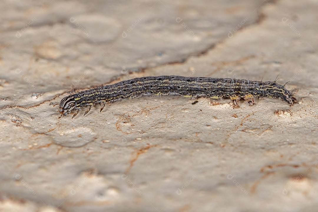 Pequena larva de borboleta da Ordem Lepidoptera