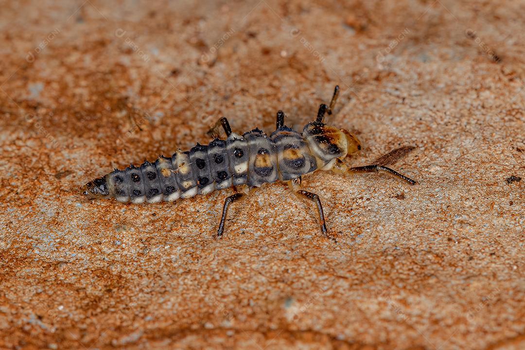 Lady Beetle Larva de manchas pretas do gênero Eriopis