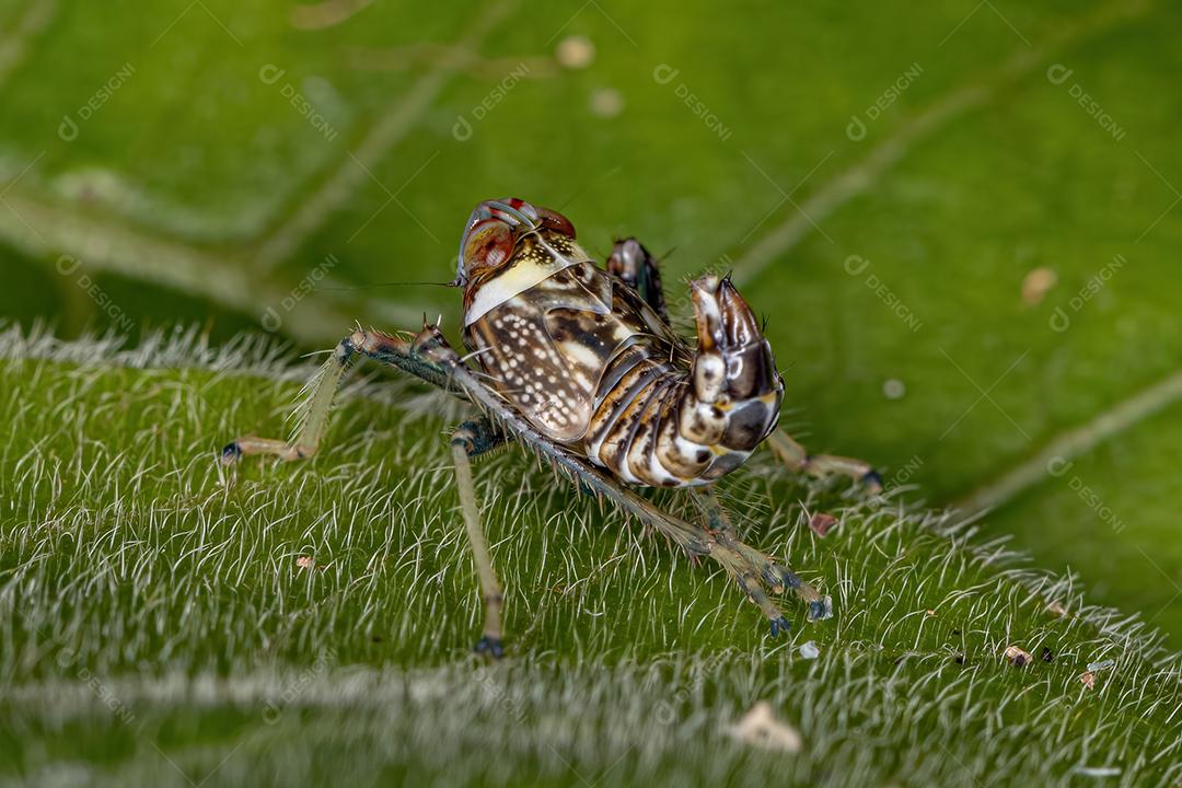 Ninfa típica da cigarrinha da família Cicadellidae