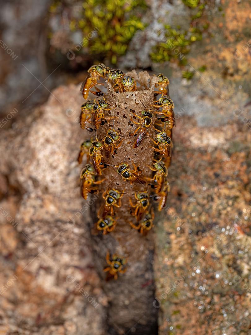 Abelhas Jatai adultas da espécie Tetragonisca angustula com foco seletivo