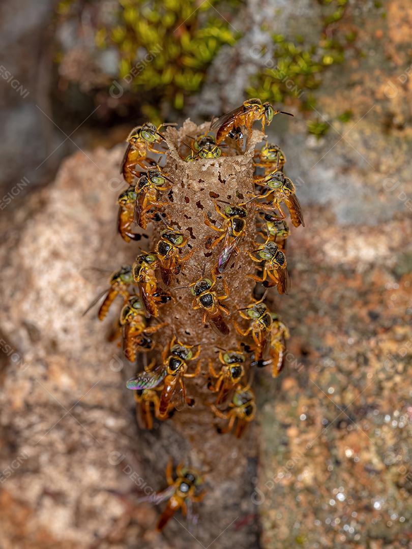 Abelhas Jatai adultas da espécie Tetragonisca angustula com foco seletivo