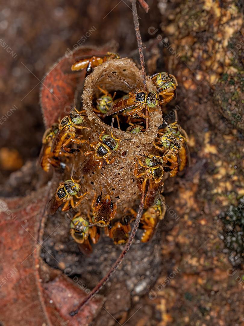 Abelhas Jatai adultas da espécie Tetragonisca angustula com foco seletivo