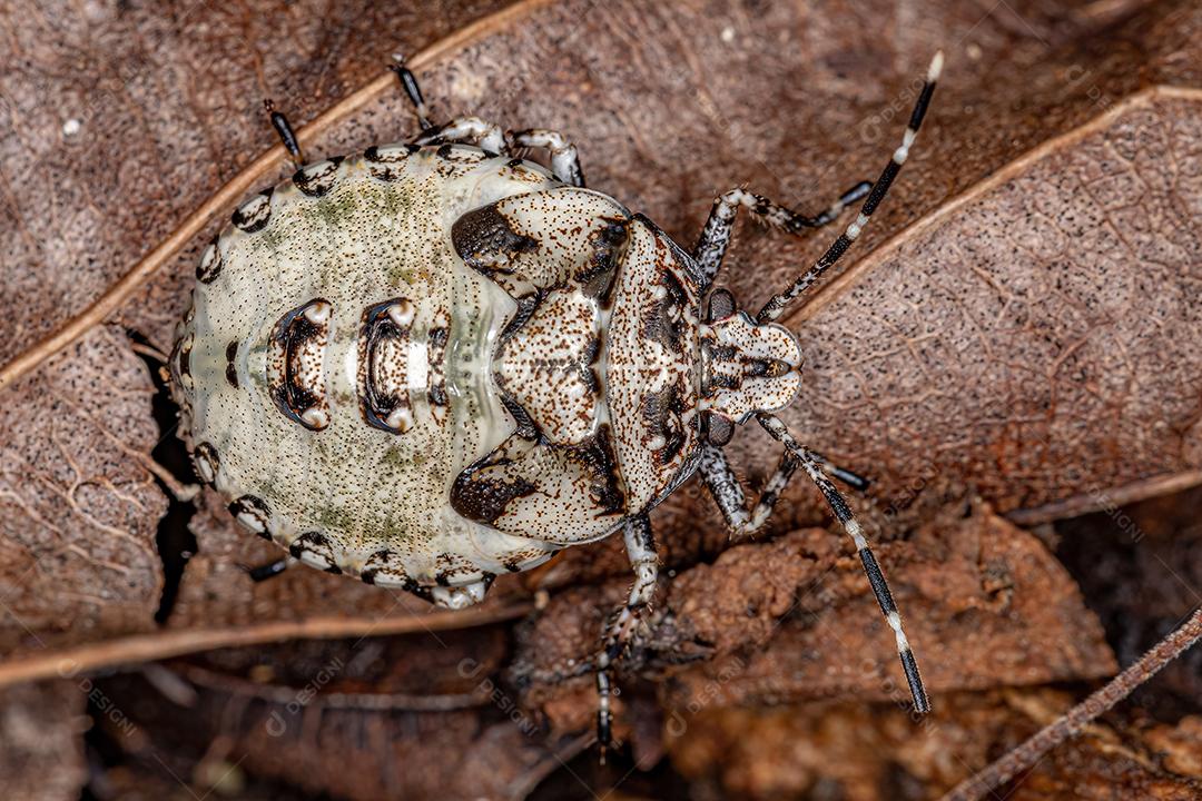 Percevejo Ninfa do Gênero Antiteuchus