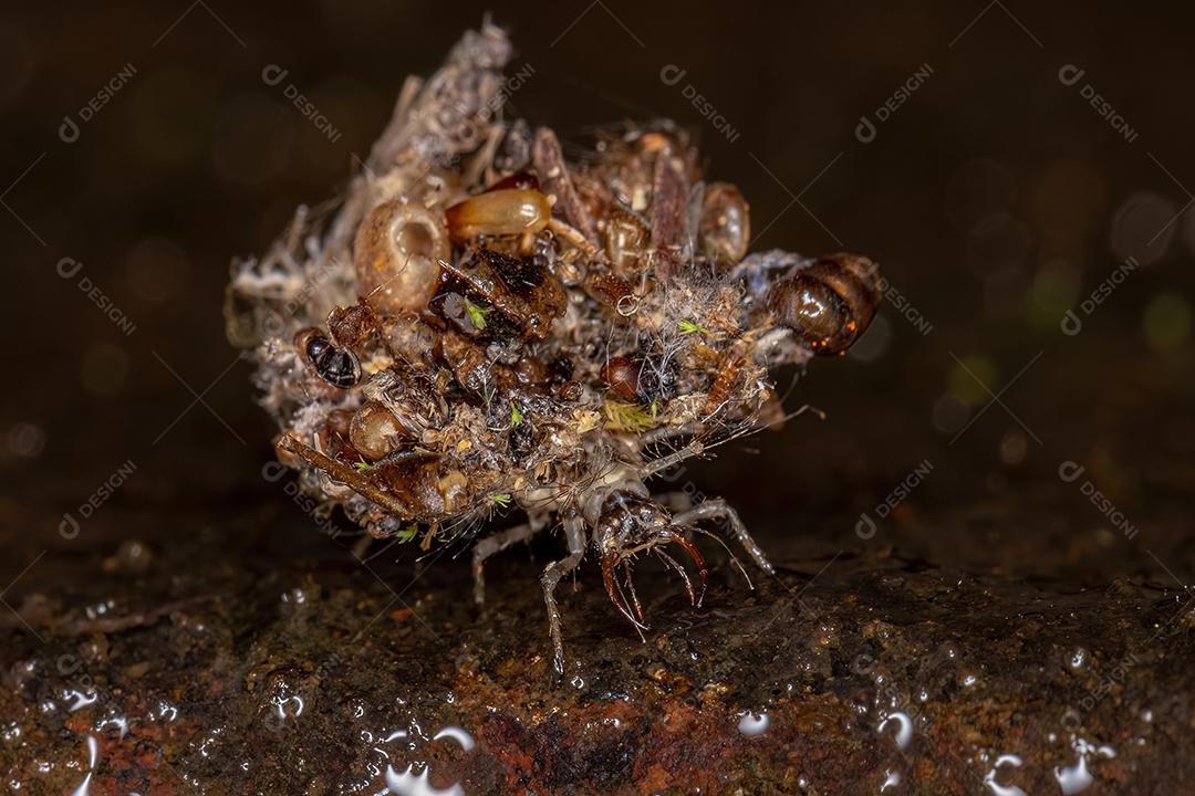 Larva crisopídeo verde da família Chrysopidae