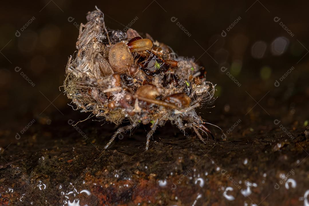 Larva crisopídeo verde da família Chrysopidae