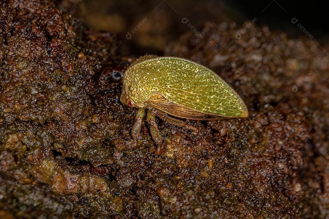 Treehopper verde adulto da subfamília Smiliinae