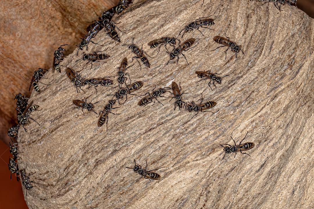 Vespas de mel de cintura longa adultas do subgênero Myrapetra