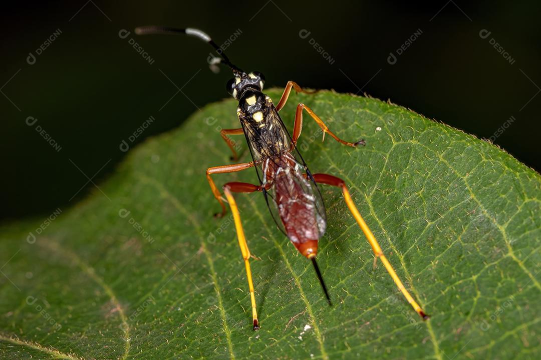 Vespa Ichneumonidae adulta da família Ichneumonidae