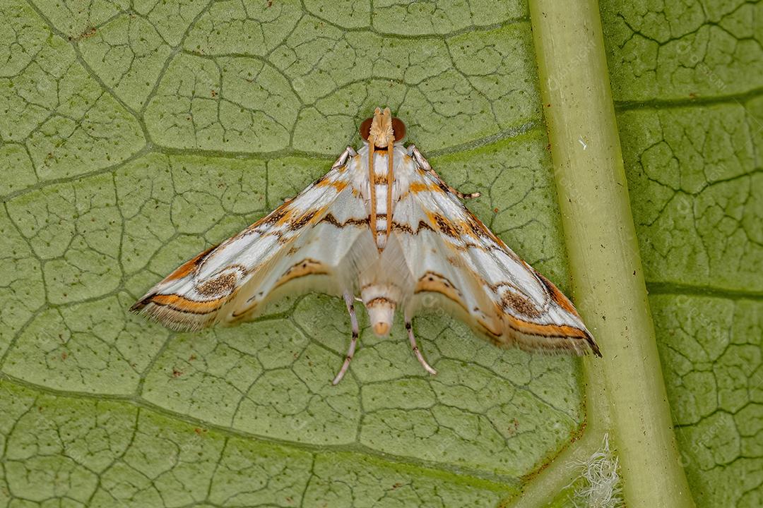 Mariposa adulta da subfamília Acentropinae